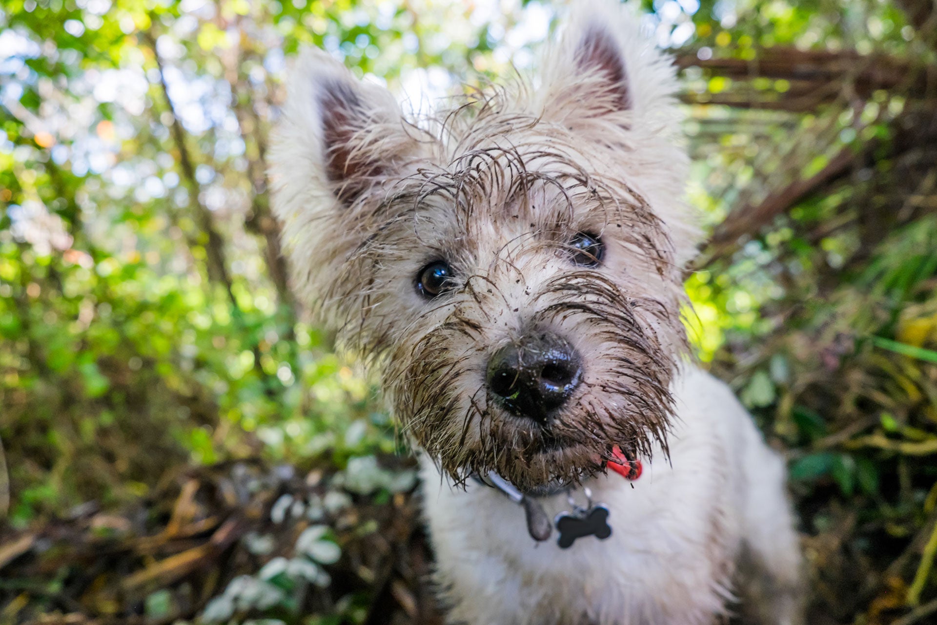Dog with a muddy face