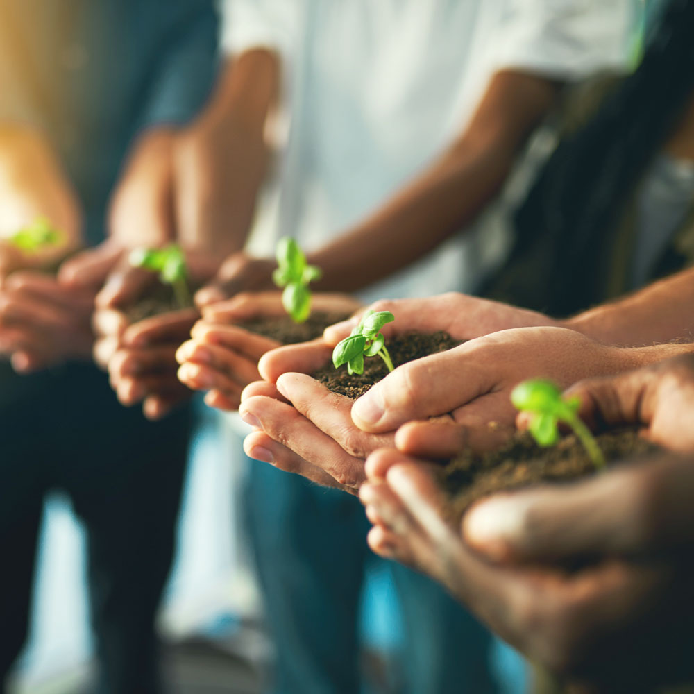 Hands holding small plants together, symbolizing unity and care for nature.
