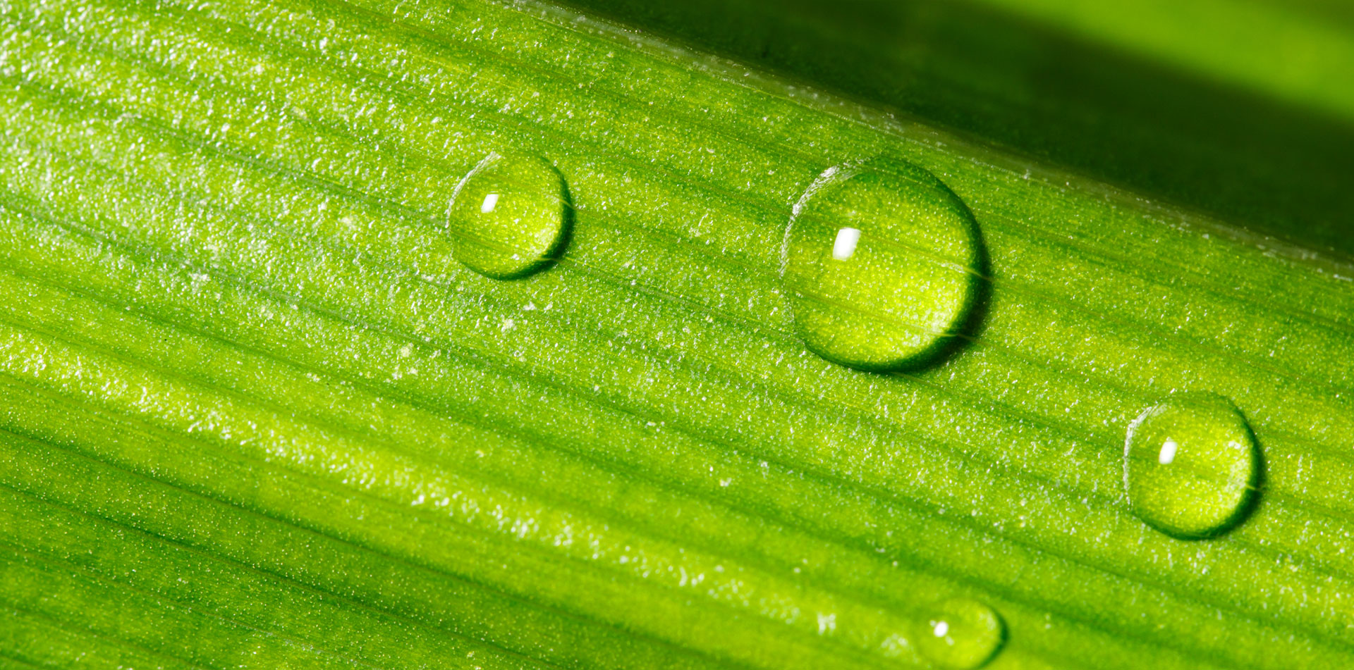 Close-up of water droplets on a green leaf